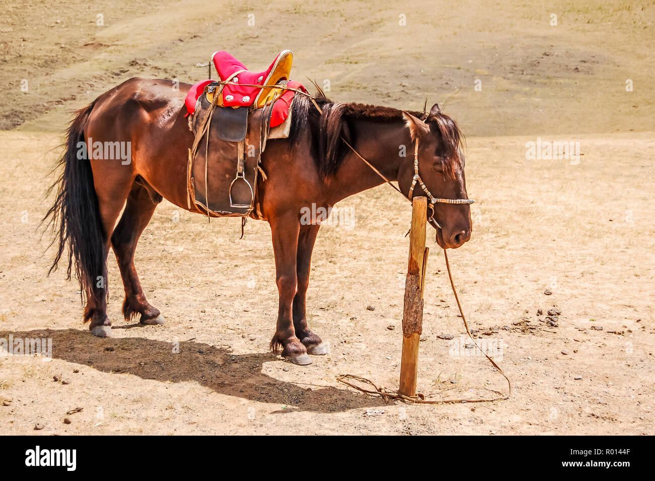 Lone atados a caballos mongoles post en estepa fuera de la capital, Ulaanbaatar, Mongolia. Foto de stock