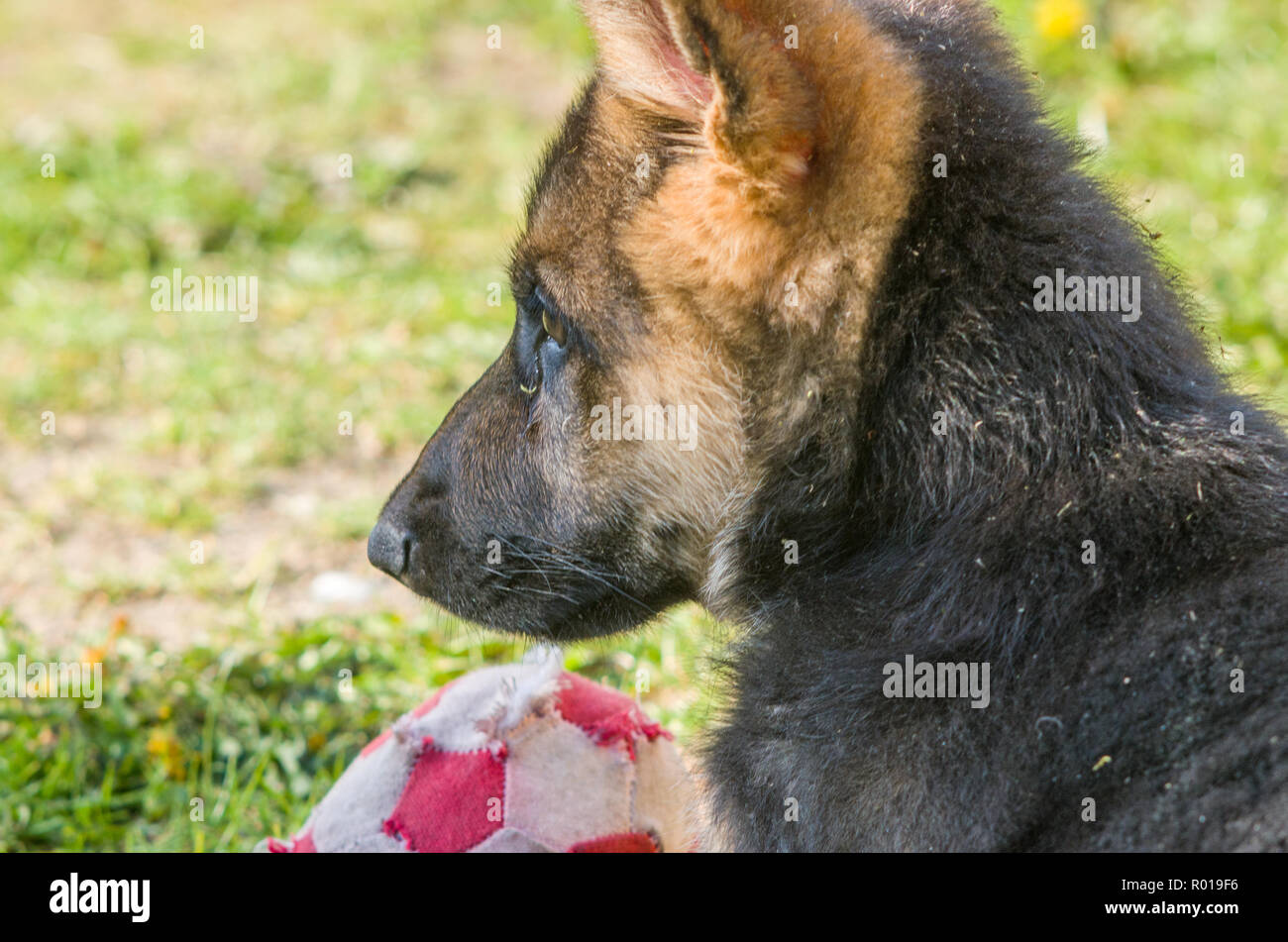 Muy joven Perro Pastor Alemán en el jardín. Foto de stock