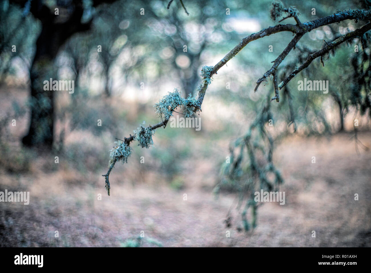 Moss en una rama de encina, España Foto de stock