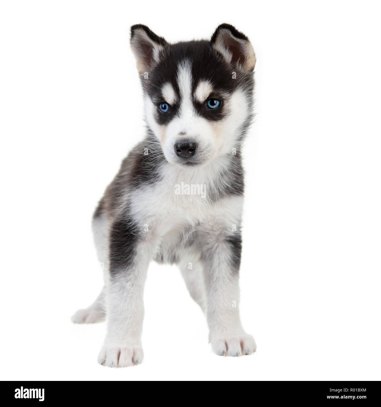 Husky Siberiano Cachorro Sobre Un Fondo Completamente Blanco Perro Blanco Y Negro Con Ojos Azules Fotografia De Stock Alamy