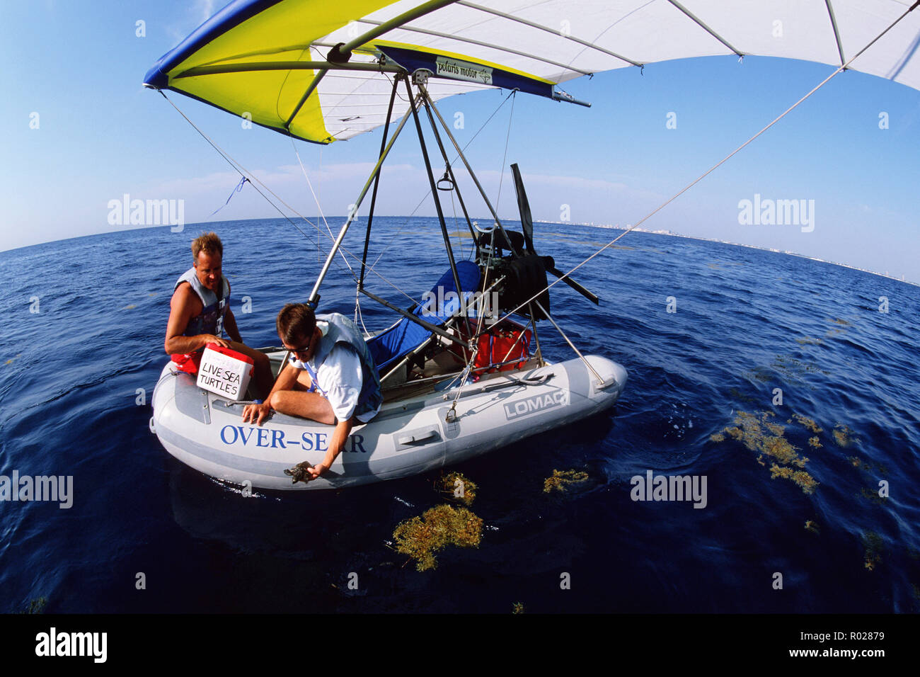 Instalaciones de rehabilitación de tortugas marinas tortugas lesionado ayuda regresar al mar de forma segura . Los menores son liberados en el océano abierto, evitando pesados coasta Foto de stock