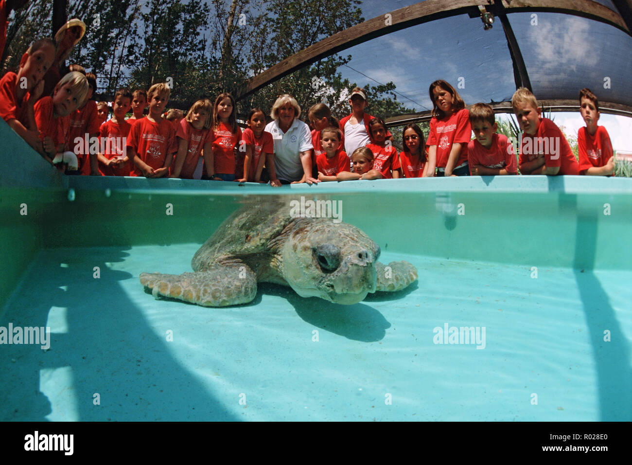 Instalaciones de rehabilitación de tortugas marinas tortugas lesionado ayuda regresar al mar de forma segura . También elevar la conciencia del público, dando paseos y orga Foto de stock