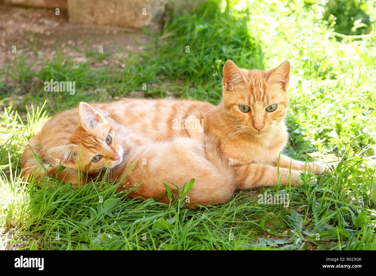 Ginger cat y jengibre gatito tumbado en la hierba Foto de stock