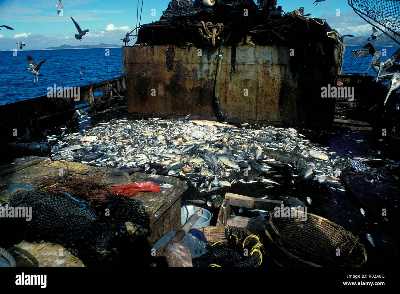 Red de arrastre la captura incidental de pesca de camarón, el Mar de Cortez, México Foto de stock