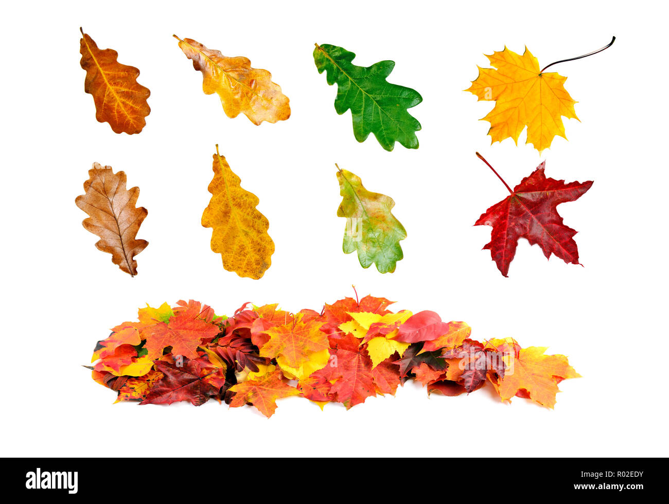 Hermosa colección de coloridas hojas de otoño aislado sobre fondo blanco. Foto de stock