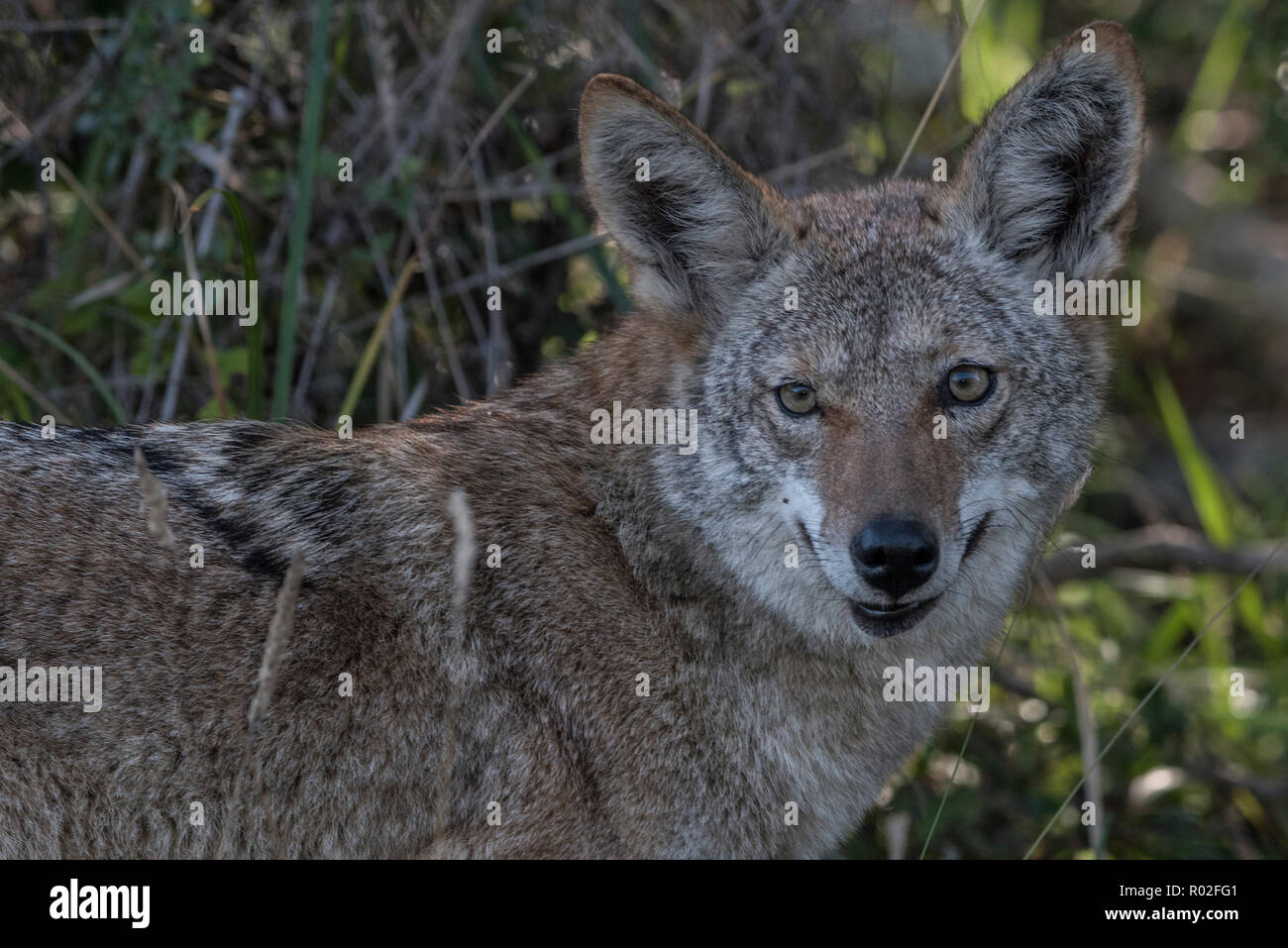 Un coyote (Canis latrans) de Pt. Reyes National Seashore mirando directamente a la cámara. Foto de stock