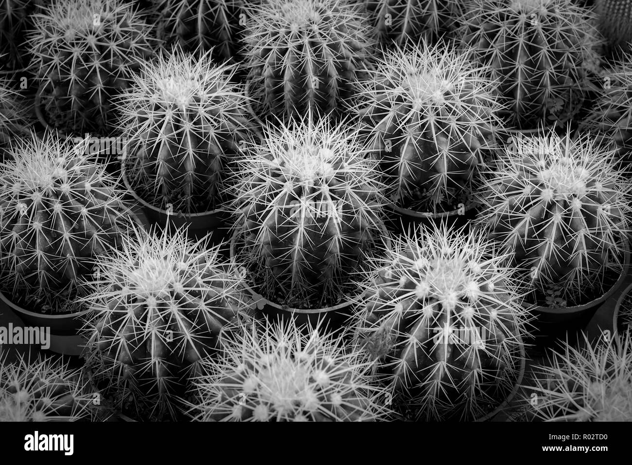 Cactus de fondo en blanco y negro. Foto de stock