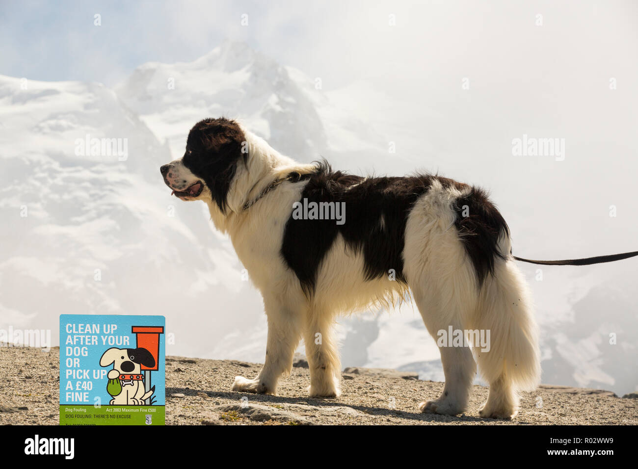 Un perro San Bernardo en el Brevent sobre la Aiguille Rouge frente al Mont  Blanc Fotografía de stock - Alamy