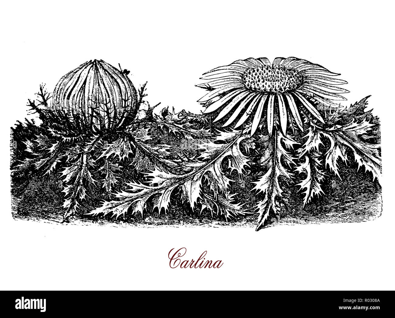 Vintage botanical grabado de Carlina acaulis, floración de plantas comestibles de las regiones alpinas, utilizado para aceites esenciales en la medicina herbaria Foto de stock