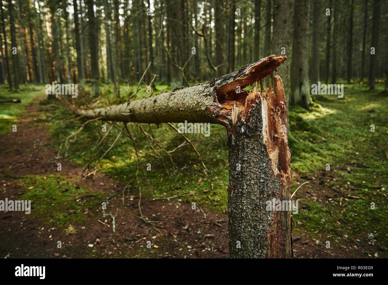 Rotura del tronco de un árbol en el bosque de pinos Foto de stock