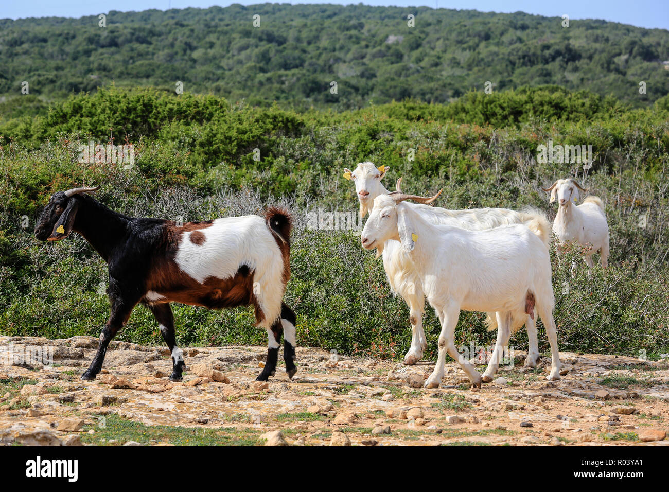 Dipkarpaz, República turca del norte de Chipre, Chipre - Cabras en la península de Karpaz Foto de stock