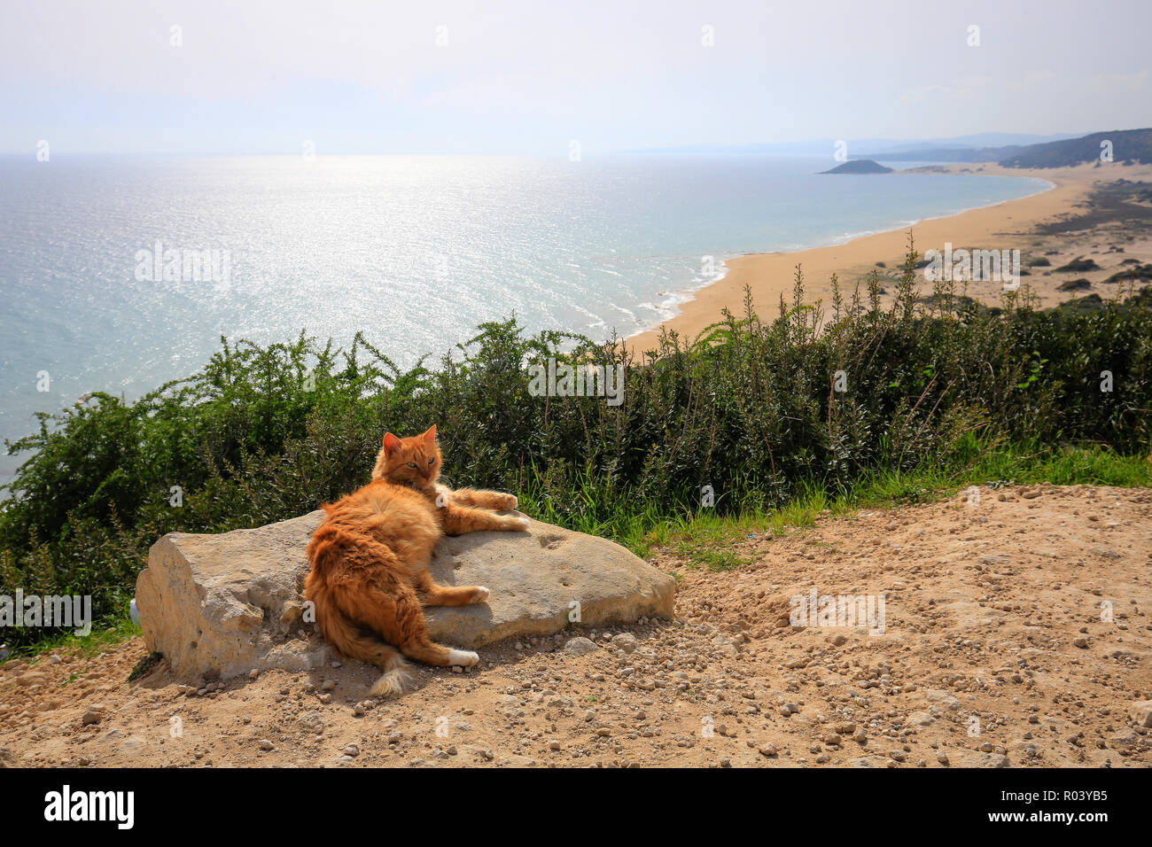 Dipkarpaz, República turca del norte de Chipre, Chipre - Playa Dorada con cat. Foto de stock