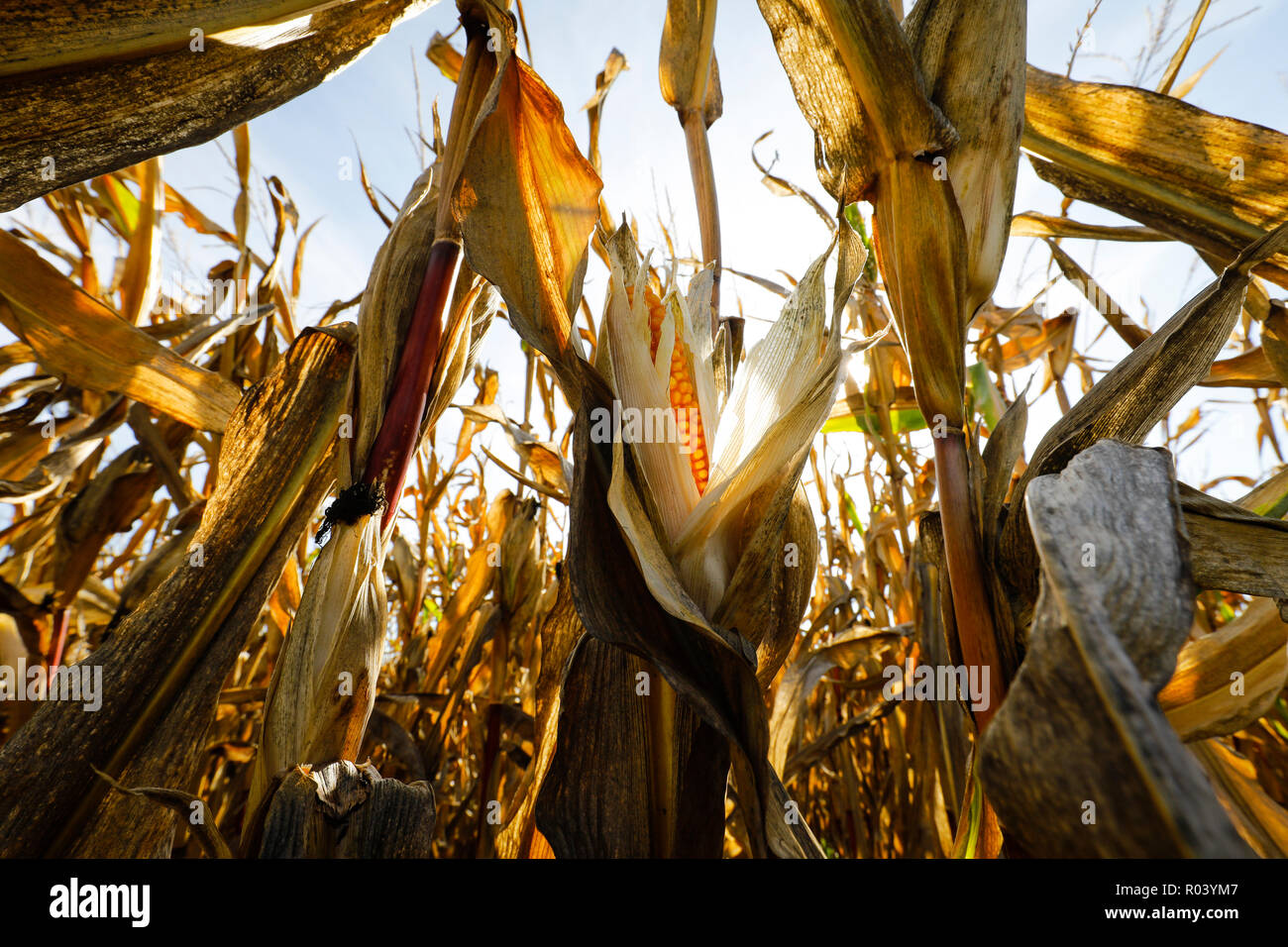 Campo de maíz en el caluroso verano, Alemania Foto de stock