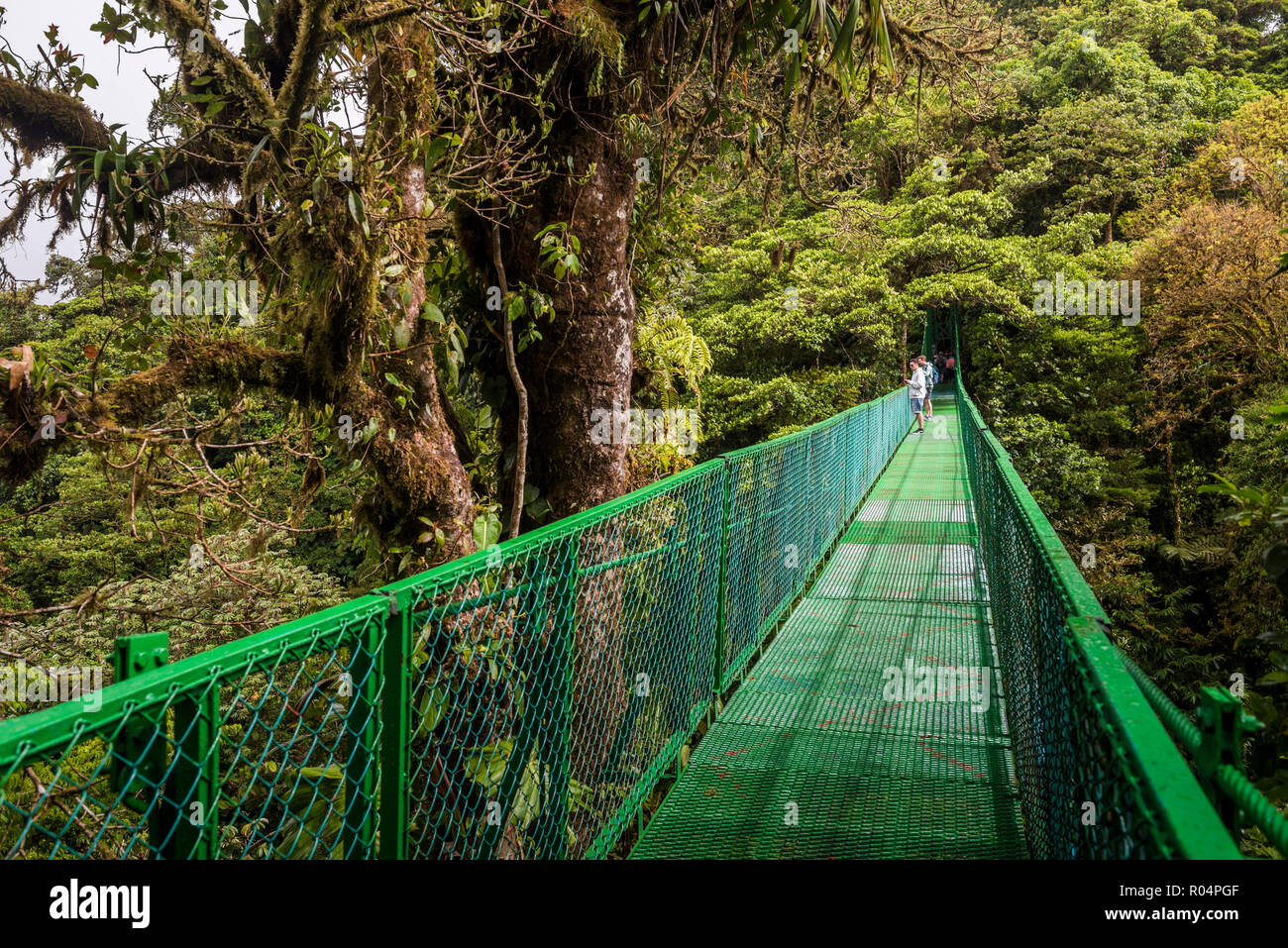En Selvatura Treetop puentes colgantes, la Reserva del Bosque Nuboso de Monteverde, Puntarenas, Costa Rica, Centroamérica Foto de stock