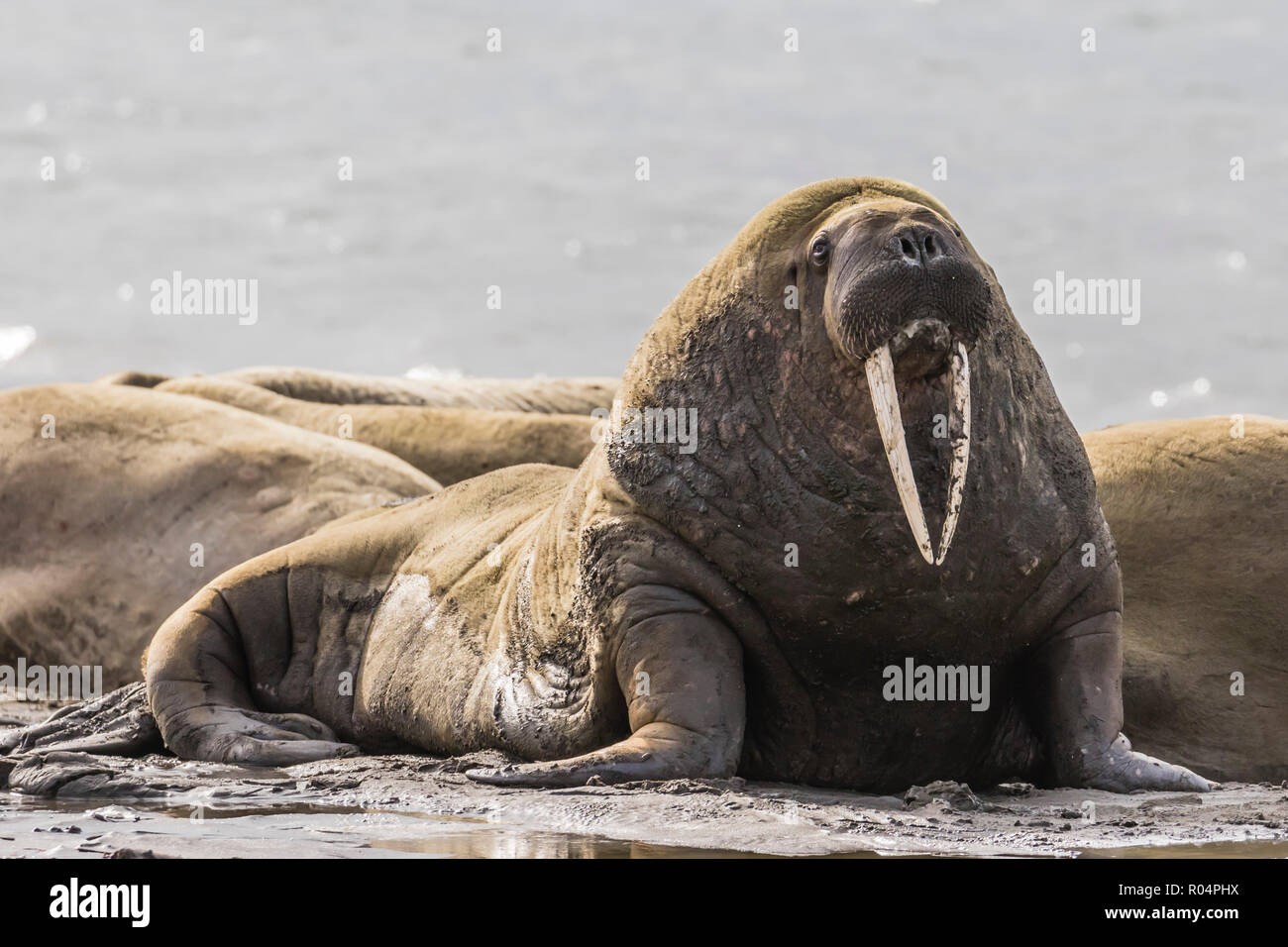 Macho adulto la morsa del Atlántico (Odobenus rosmarus rosmarus), Kapp Lee, Edgeoya, el archipiélago de Svalbard, ártico, Noruega, Europa Foto de stock
