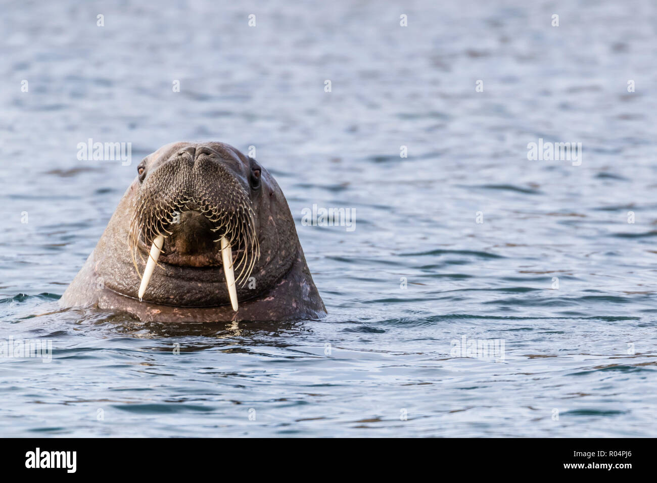 Macho la morsa del Atlántico (Odobenus rosmarus rosmarus), jefe detalle Russebuhkta, Edgeoya, Svalbard, ártico, Noruega, Europa Foto de stock