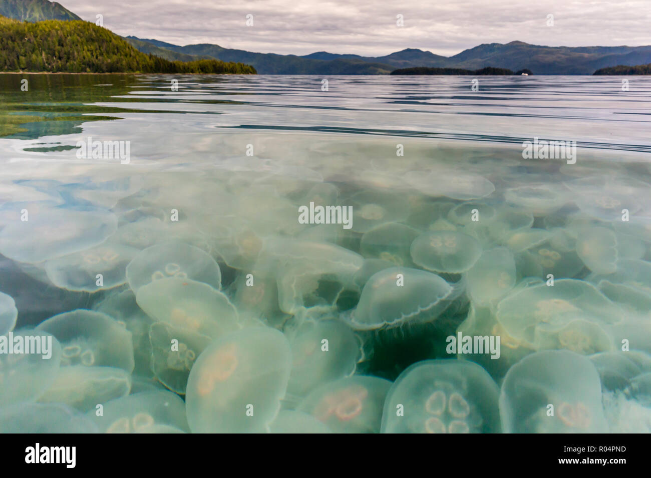 Blooming medusa luna (Aurelia aurita), estanque isla Gaviota Bay, Isla Baranof, sureste de Alaska, Estados Unidos de América, América del Norte Foto de stock