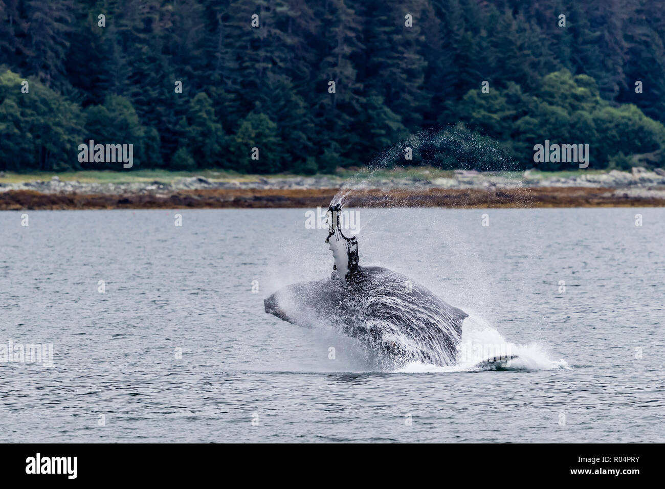 La ballena jorobada (Megaptera novaeangliae) Infracción, cerca de la península de vidrio, sureste de Alaska, Estados Unidos de América, América del Norte Foto de stock