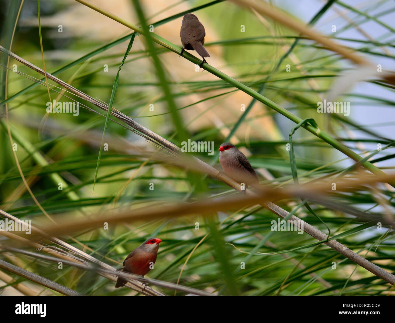 Aves con pico rojo fotografías e imágenes de alta resolución Alamy