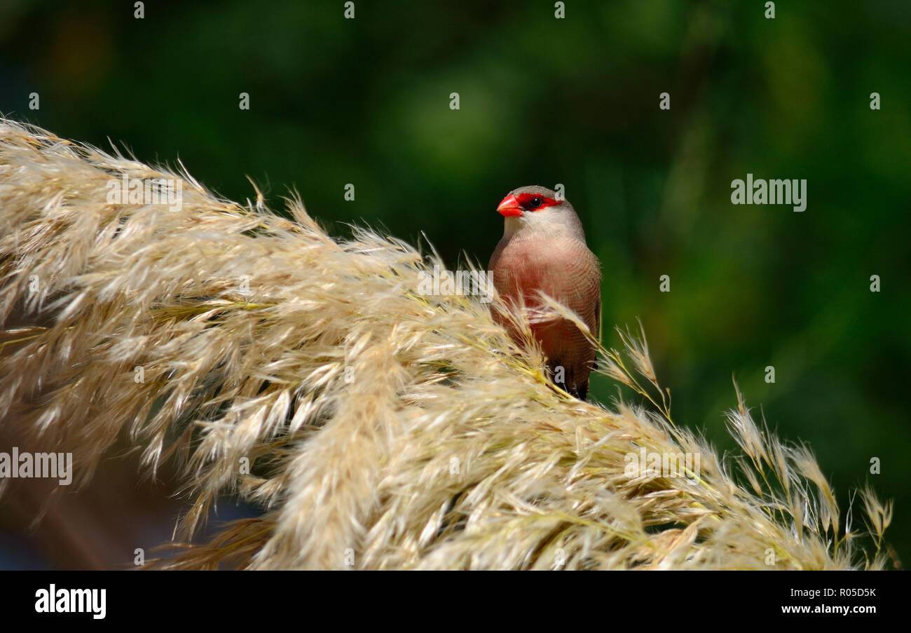 Ave de pico rojo en las flores de la hierba de la Pampa, Estrilda astrild  Fotografía de stock - Alamy