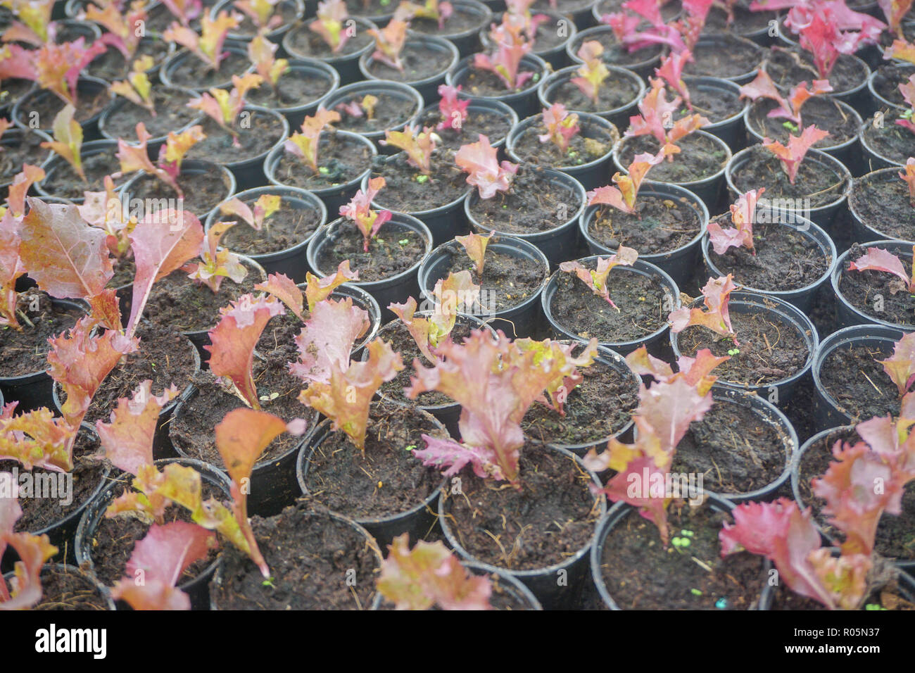 Cultiva vegetales orgánicos frescos para aquaponic o agricultura hidropónica. Foto de stock