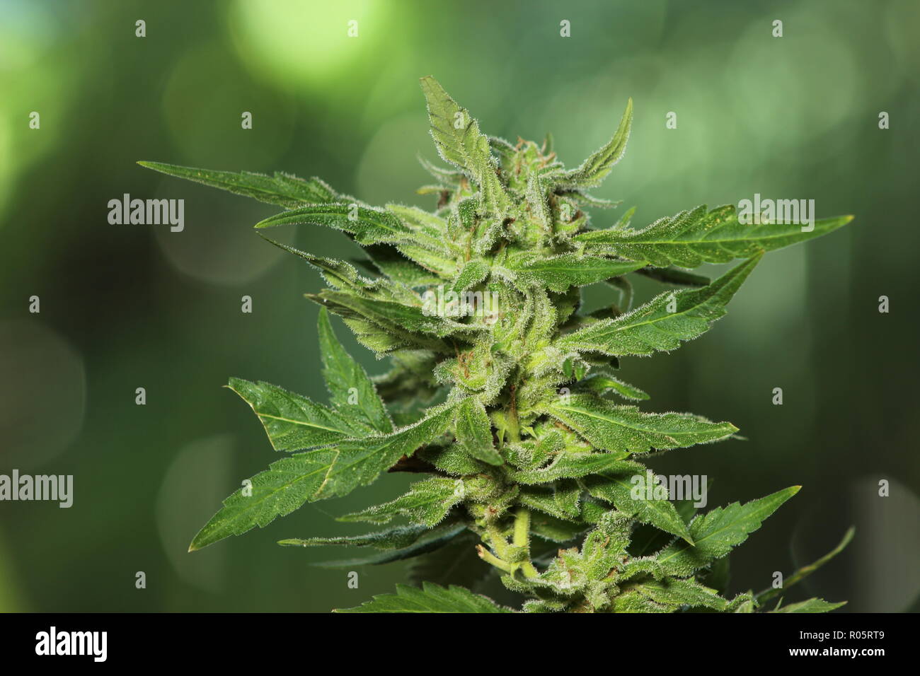 Cierre de la planta de marihuana crecen en jardín, listos para la cosecha. Fondo verde difuso. Foto de stock