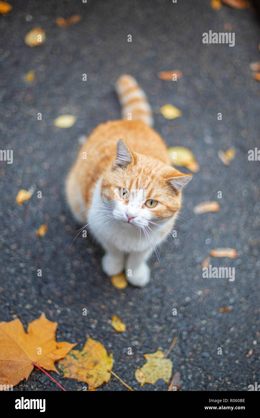 Gato rojo en la calle en otoño Foto de stock
