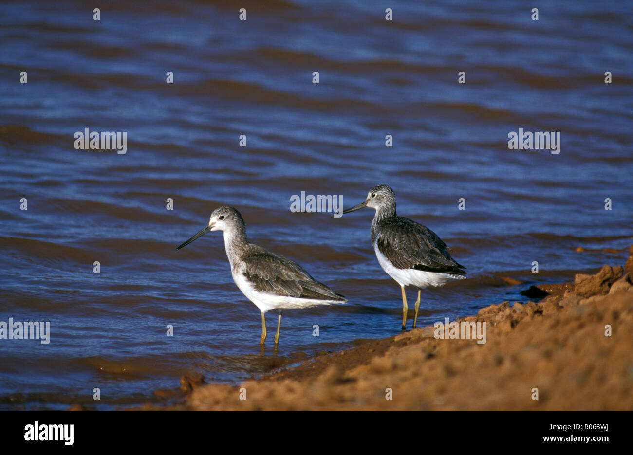 El greenshanks común (Tringa nebularia) son aves zancudas en la gran familia Scolopacidae. Australia occidental. Foto de stock