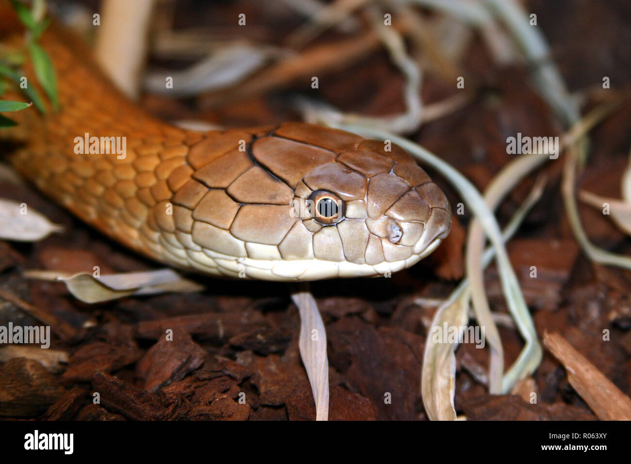Elapidae, serpientes venenosas Foto de stock
