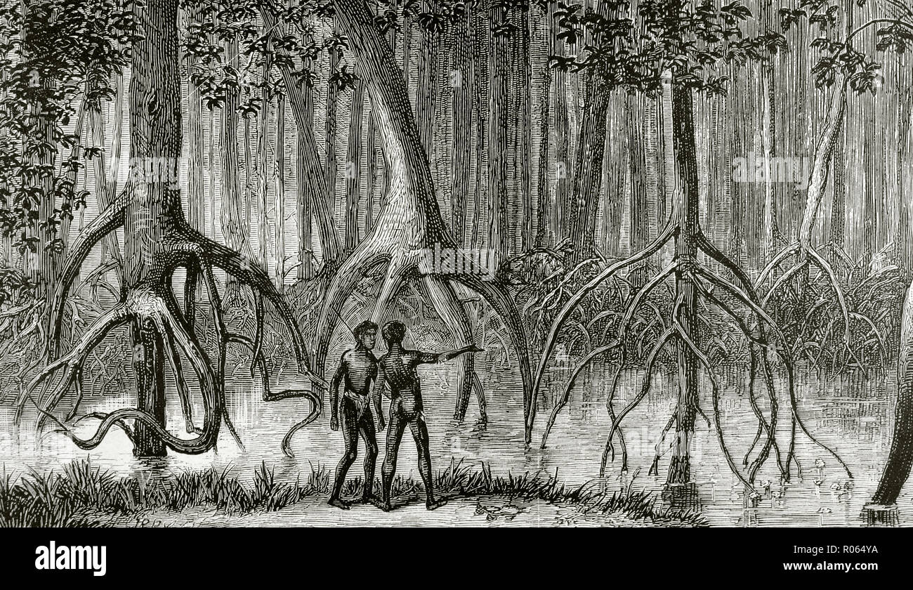 África. Expedición británica en la región del Congo. El bosque de manglares en un pantano. Grabado. La ilustracion española y americana, 8 de febrero de 1876. Foto de stock