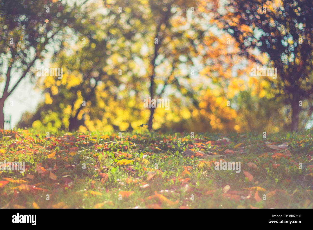 Hermosa escena con coloridas hojas de otoño y difuminar el fondo.brillante  paisaje otoñal y closeup deja sobre el terreno, el concepto de naturaleza  estacional Fotografía de stock - Alamy