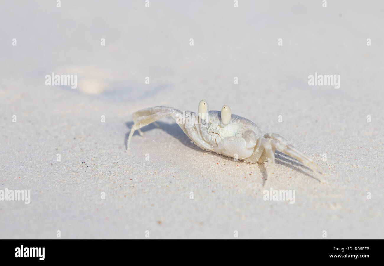 Cangrejo fantasma cornuda, Ocypode ceratophthalmus sobre una playa de arena blanca de nieve. Foto de stock