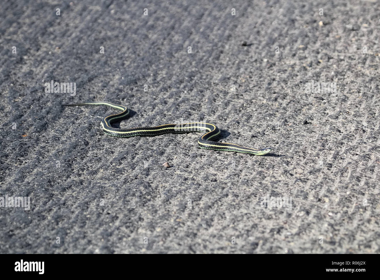 Un Garter Snake cruza por una carretera irregular Foto de stock