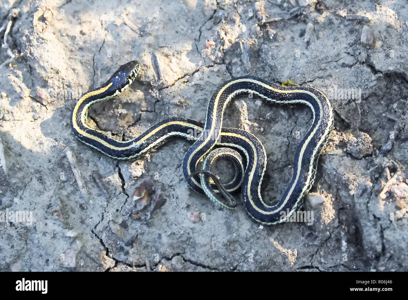 Un joven peregrino Garter Snake en suelo fangoso agrietado Foto de stock