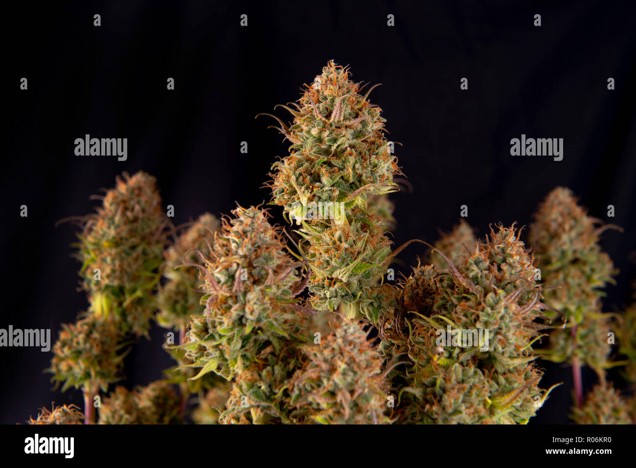 La planta de la cannabis (marihuana cepa original Gangster rosa) en la