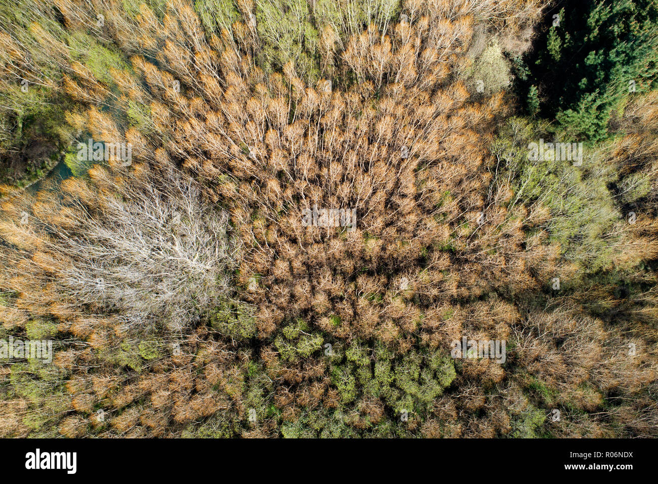 Árboles por Rakaia River, Rakaia, mediados de Canterbury, Isla del Sur, Nueva Zelanda - antena Foto de stock
