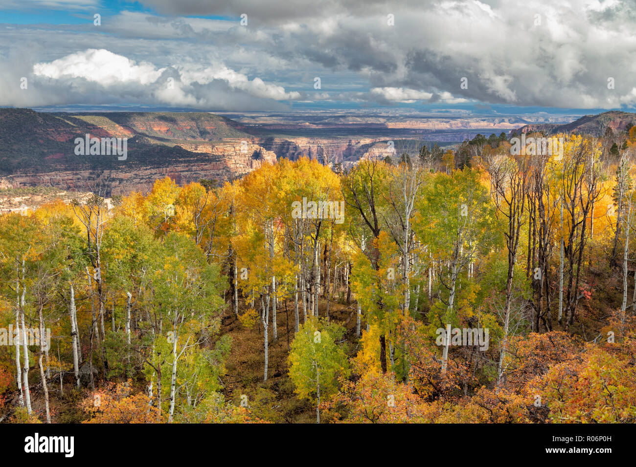 Color de otoño - Manti-La Sal National Forest, Utah Foto de stock