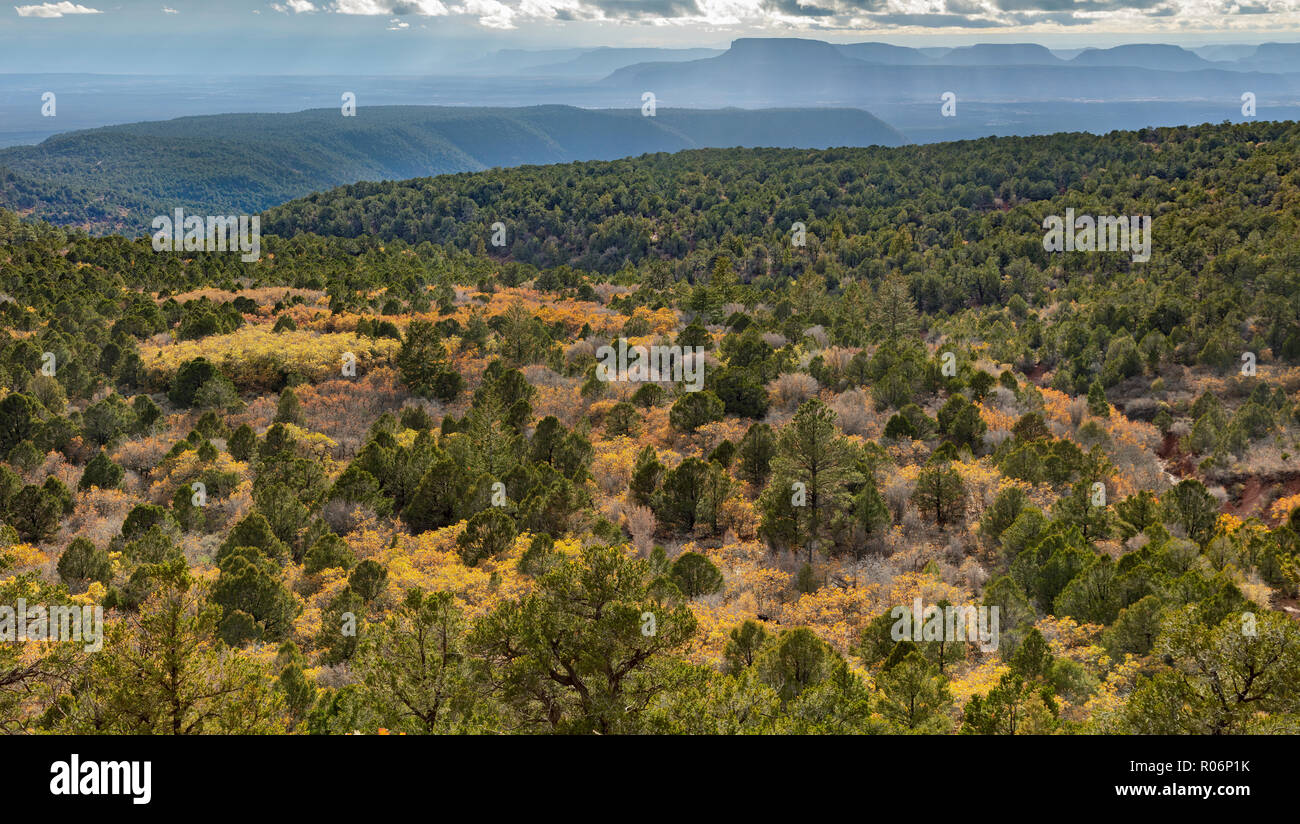 Color de otoño - Manti-La Sal National Forest, Utah Foto de stock