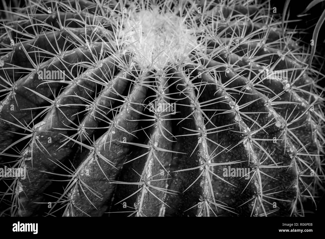 Cactus de fondo en blanco y negro. Foto de stock