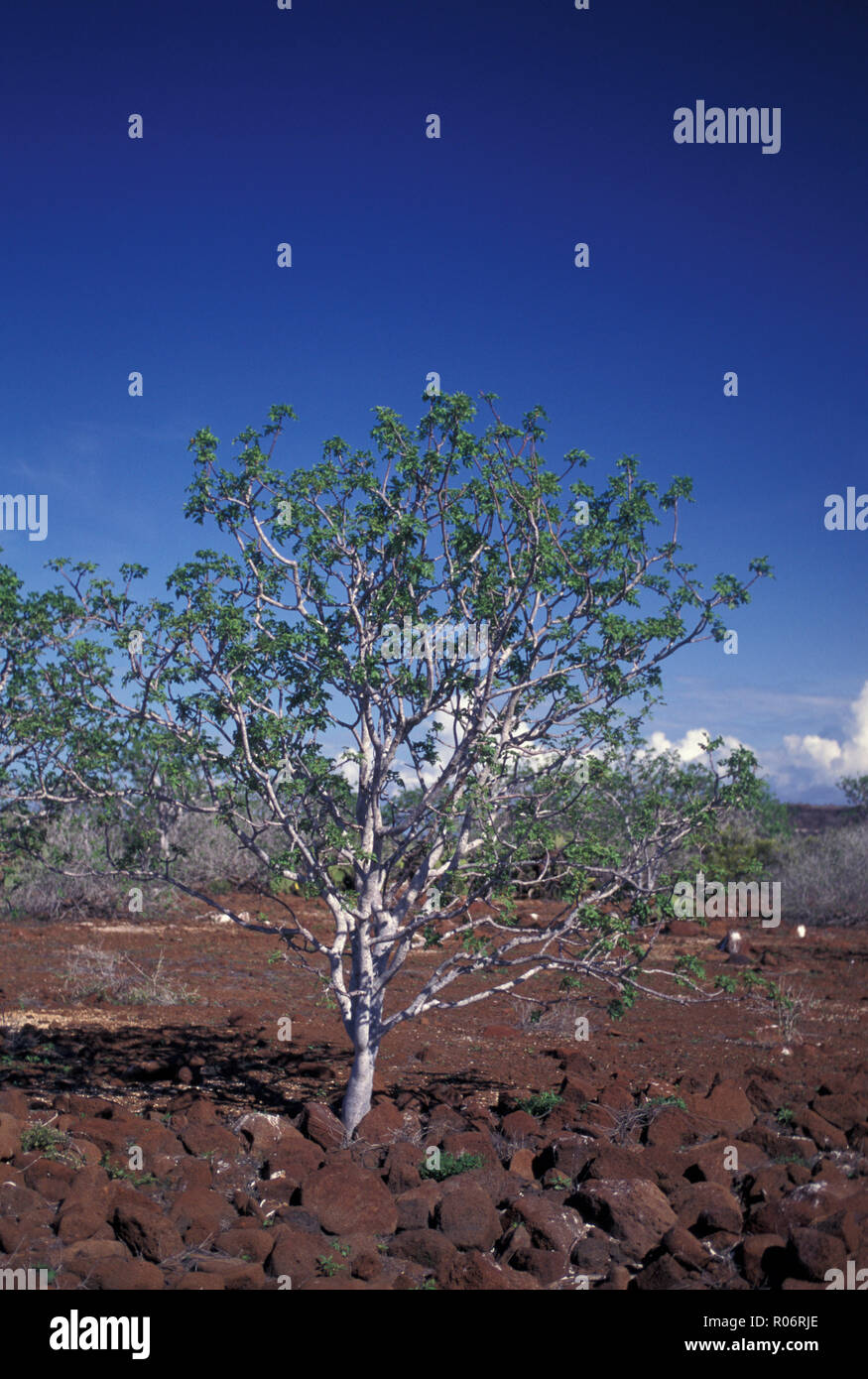No 1094344 Ecuador Galapagos Isla Seymour Norte solitario árbol de Palo Santo de stock - Alamy