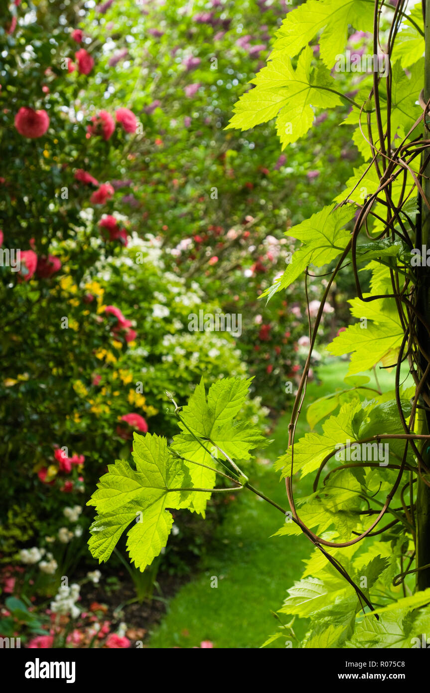 Jardín de flores Foto de stock