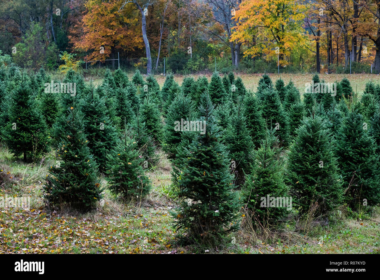 Granja de árboles de Navidad, Bennington, Vermont, EE.UU. Foto de stock