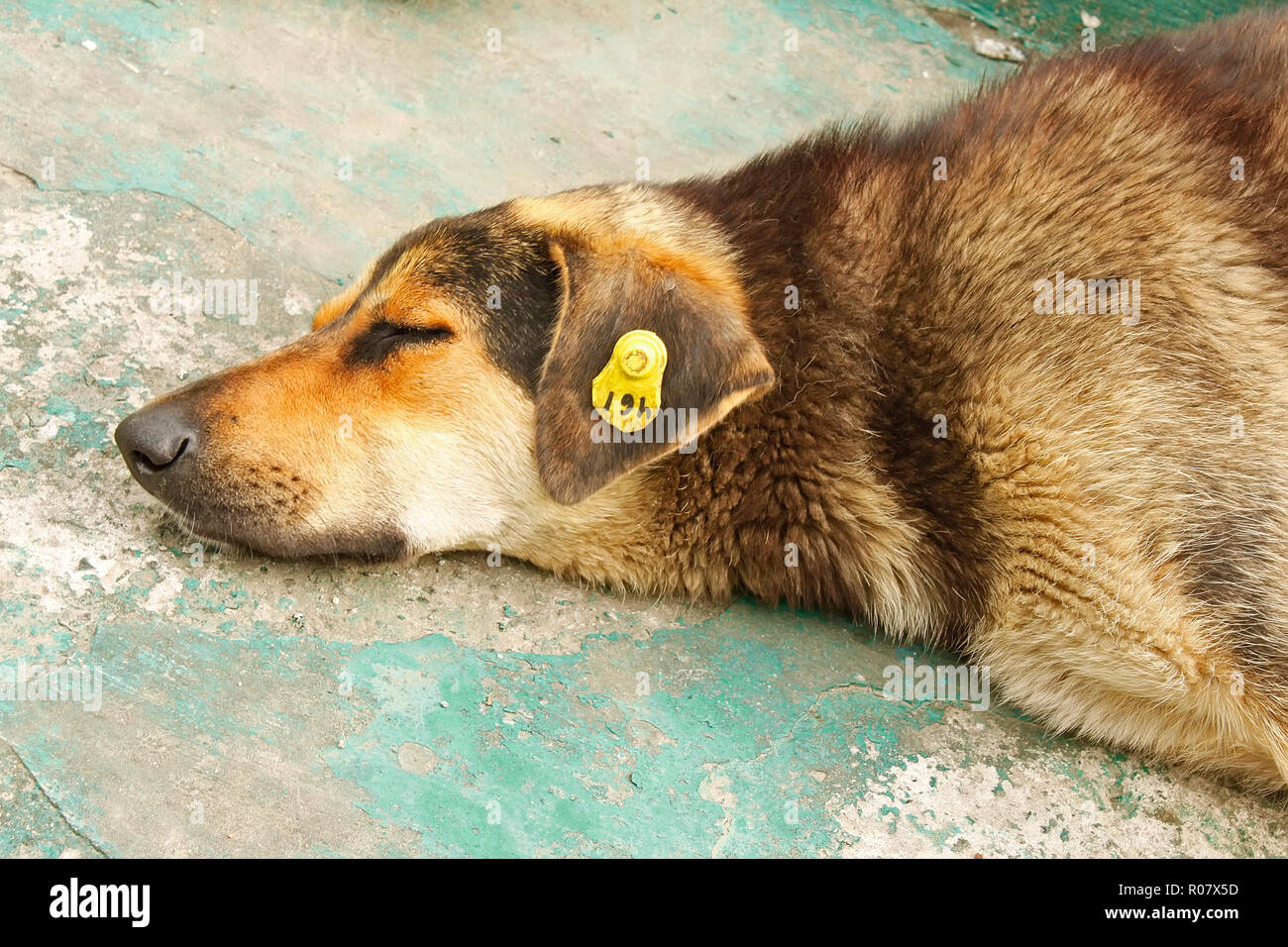 Una cabeza de perro senderismo castrados rotulados en el oído. Foto de stock