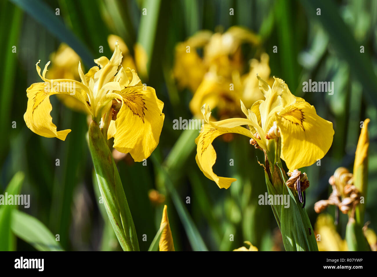 Agua de flor de iris amarillo crece en juncos Fotografía de stock - Alamy Agua de flor de iris amarillo crece en juncos Fotografía de stock - Alamy