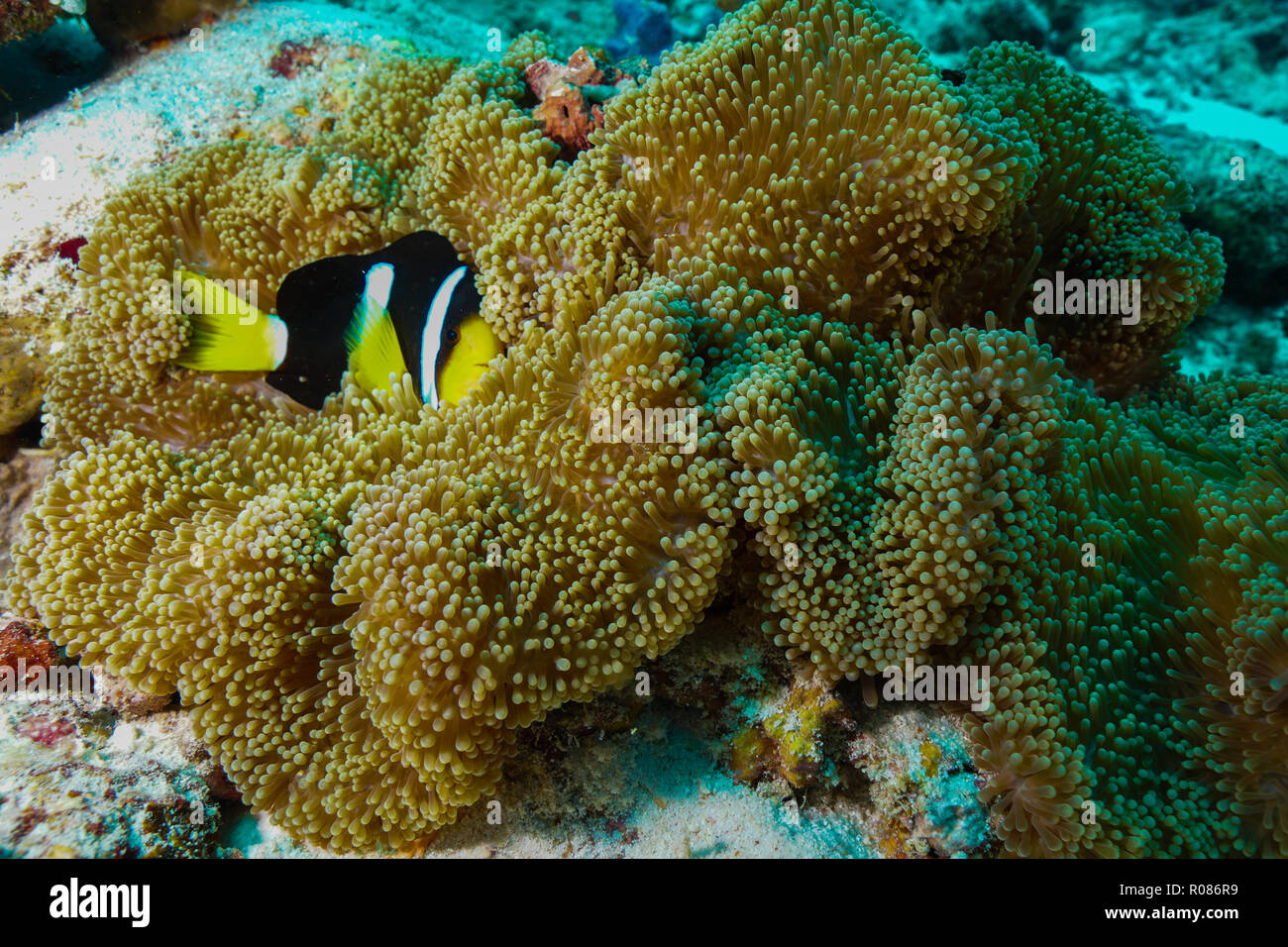 Stichodactyla Mertensii anémona alfombra coral Maldivas Fotografía de stock  - Alamy