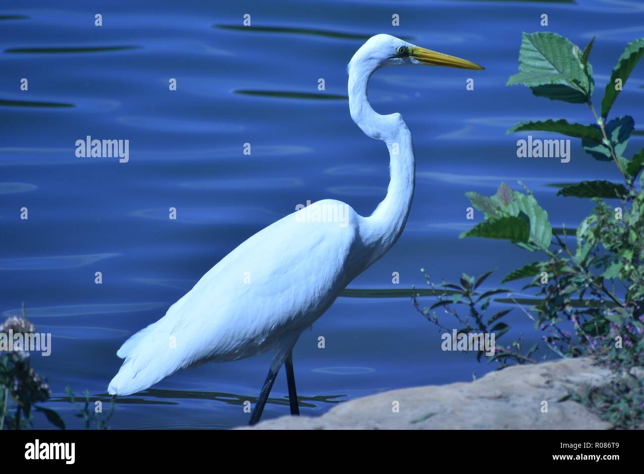 Aves de patas largas y de cuello largo fotografías e imágenes de alta