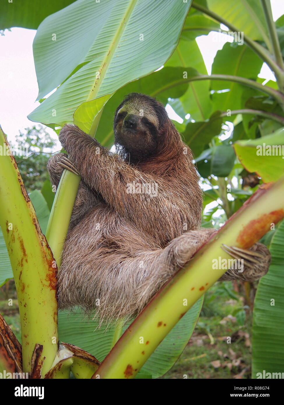 Tres perezosos Bradypus variegatus, puntera en un banano, Costa Rica, Centroamérica Foto de stock