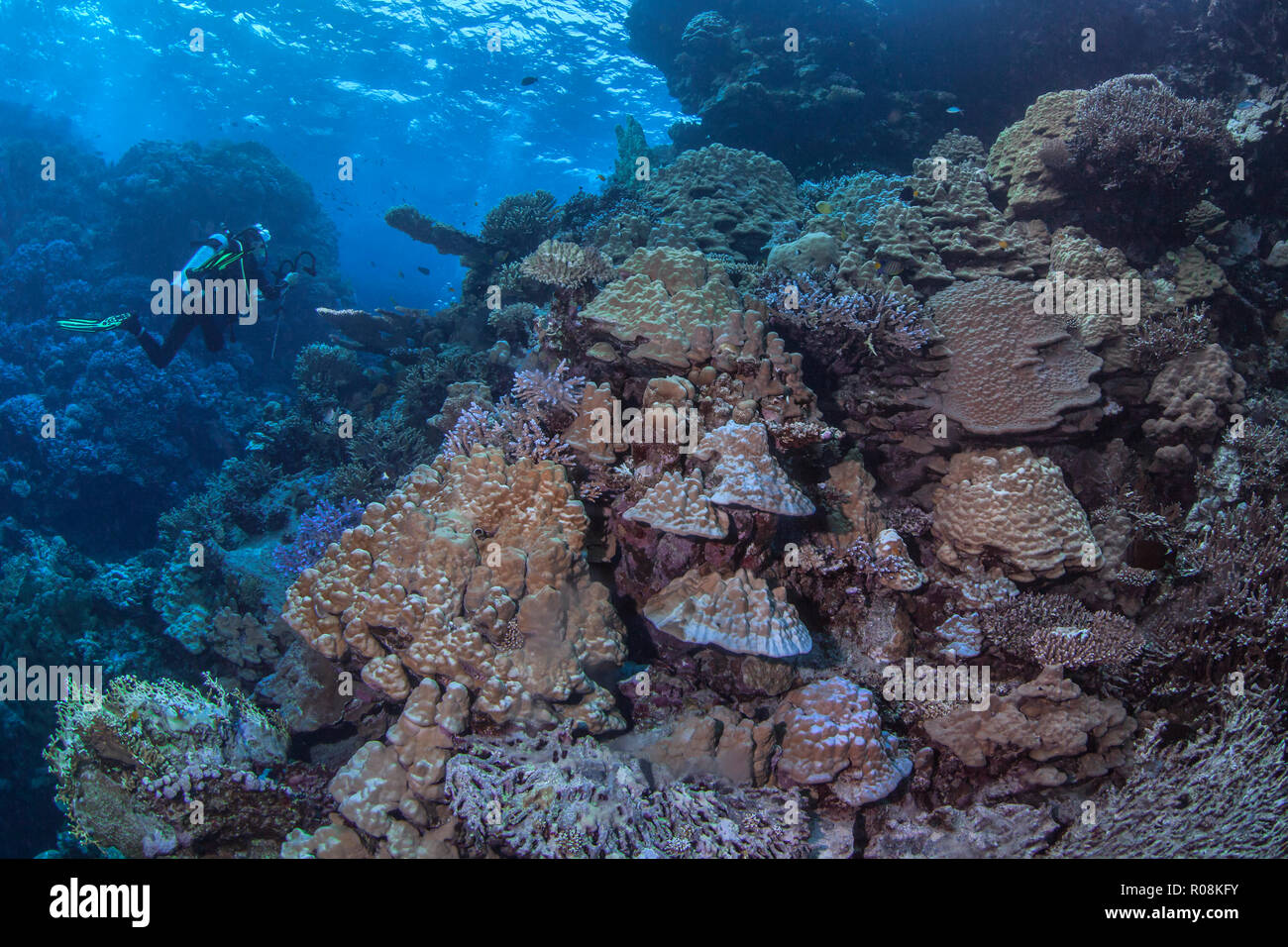 Hembra Scuba Diver, camarógrafo fotografías brillantes Porite coral Garden en la furia cardúmenes región del Mar Rojo. Septiembre, 2018 Foto de stock