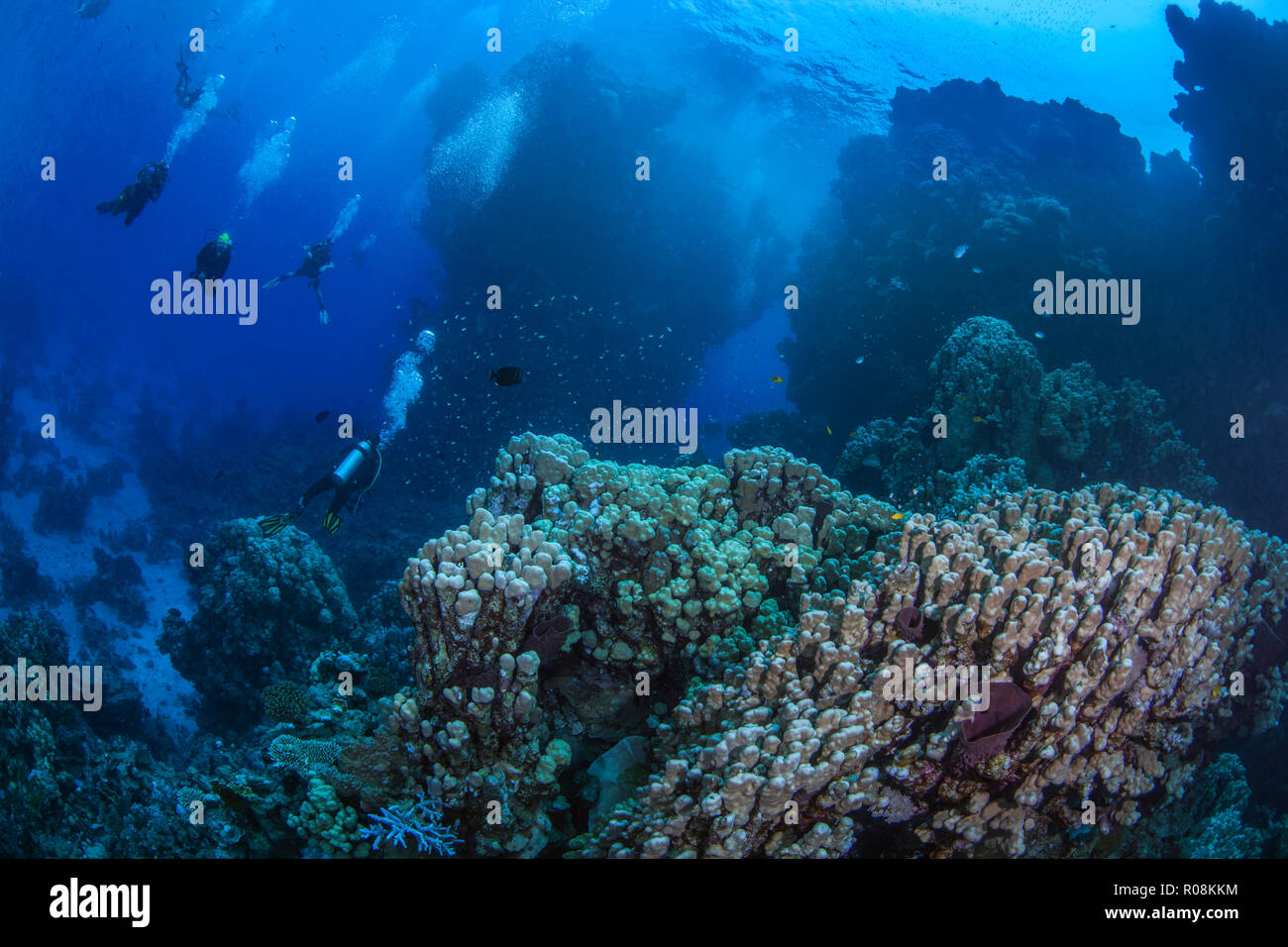 Safari submarino en el mar Rojo donde buzos explorar pináculos y montañosas, los arrecifes de coral en el área de los bajíos de furia. Septiembre, 2018 Foto de stock