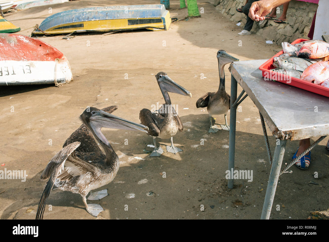 Pescador destripar pescado fresco para la venta, mientras que el impertinente pelícanos están esperando para ser alimentados. La vida costera en Taganga, Santa Marta, Colombia. Sep 2018 Foto de stock